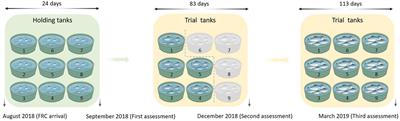 Relationship between gut microbiota and Chinook salmon (Oncorhynchus tshawytscha) health and growth performance in freshwater recirculating aquaculture systems